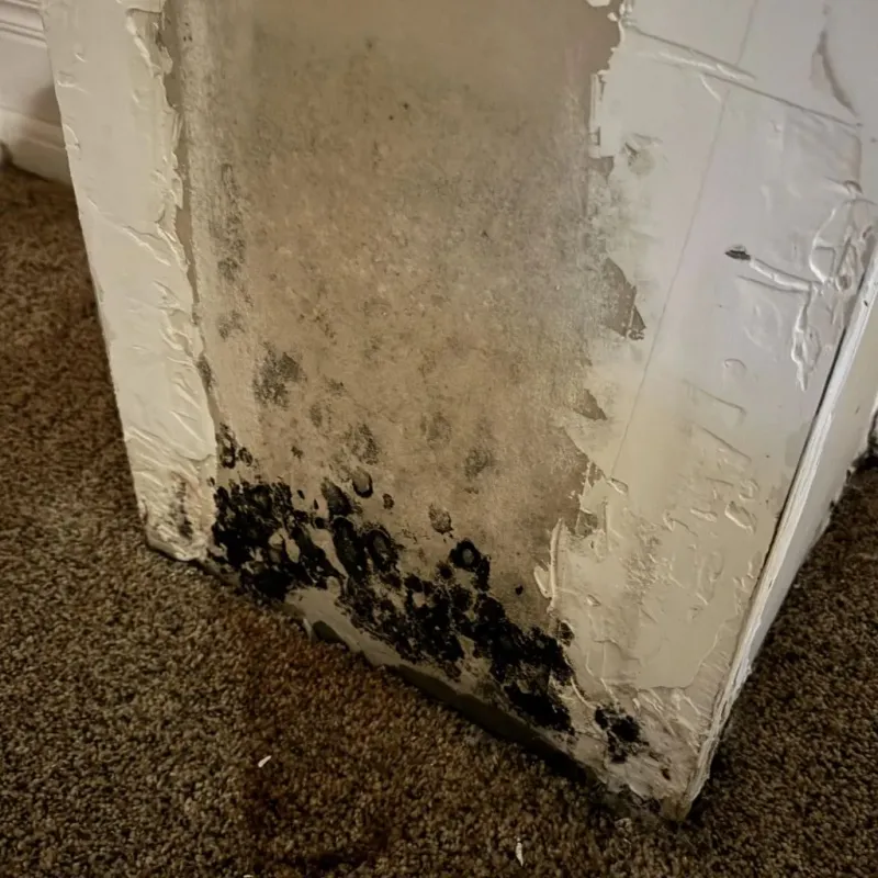 Professional Mold Removal in Sheffield, OH